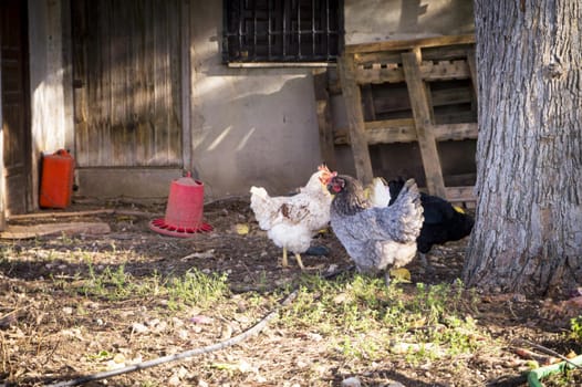 Ecological hens eating in the field outdoors. No people