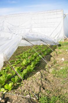 Organic lettuce garden without pesticides. No people