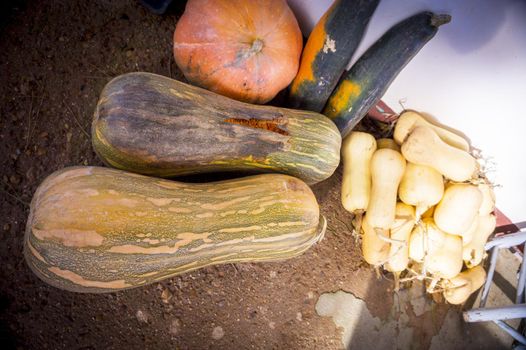 Different types of organic pumpkin. No people