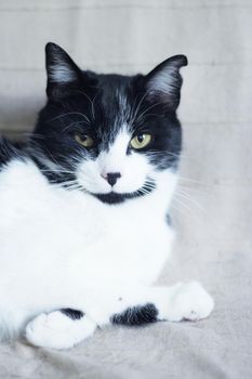 Black and white cat with immunodeficiency. Two and a half years of age