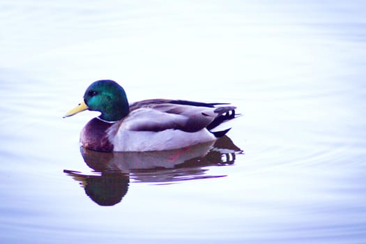 Duck silhouette swimming in a lake. Sunset