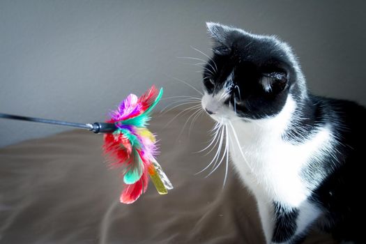 Black and white cat playing with colored cat duster. No people