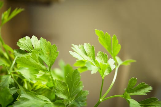 Fresh parsley. Seasoning for healthy cooking. Suitable for vegetarians and vegans