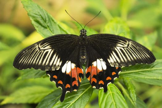 Butterfly of brown white and red tones with open wings. No people