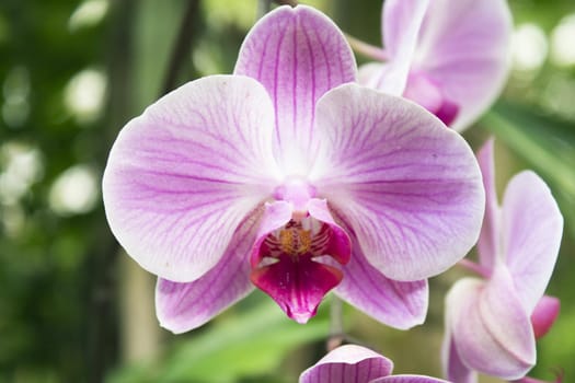 White and pale pink orchid. No people. Copy space