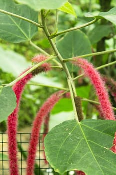 Green leaf tree with hanging red flowers. Copy space