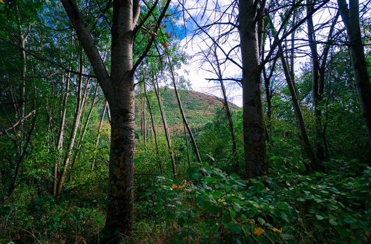 Mountainous landscape with large trees and many green plants