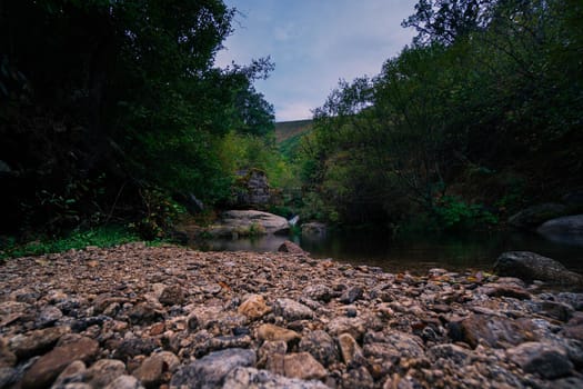 River bank surrounded by trees and plants