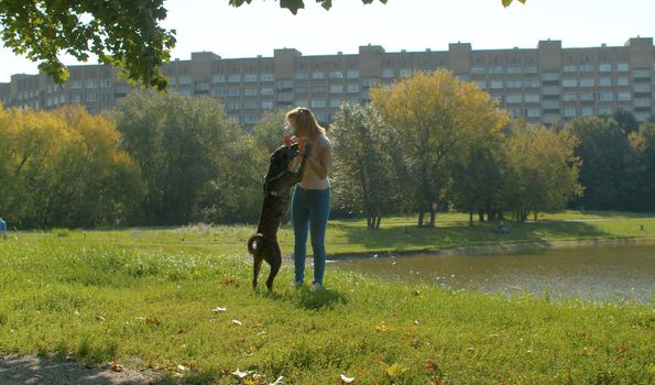 Young woman playing with the dog in the park. Dog standing on its hind legs.