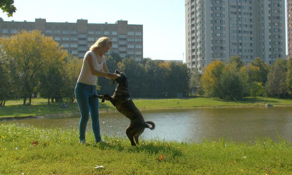 Young woman playing with the dog in the park. Dog standing on its hind legs.