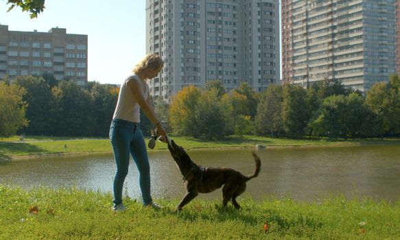 Woman playing with the dog in the park. Dog holding a piece of tissue in the teeth