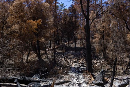 Australian forest after the serious bushfire