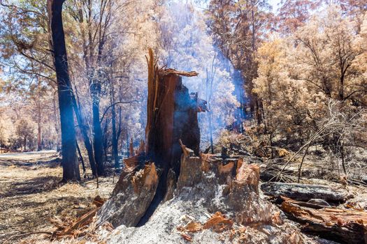 Australian forest after the serious bushfire