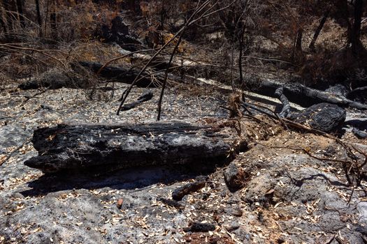 Australian forest after the serious bushfire