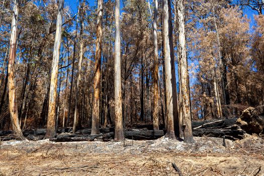 Australian forest after the serious bushfire
