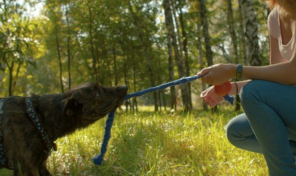 Dogs face with the toy in her teeth. Dog pulling a toy. Owner playing with her dog in the park