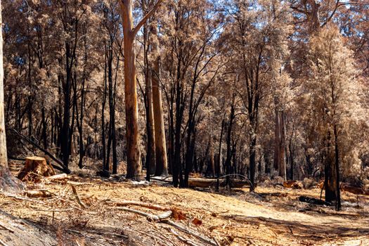 Australian forest after the serious bushfire