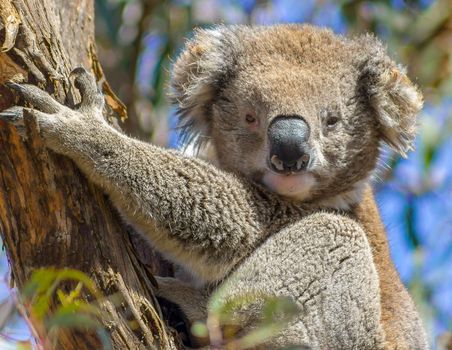 A cute koala in a tree, Australia