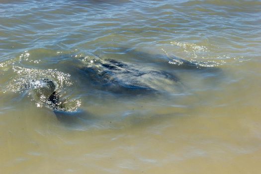 Big black Stingray swimming in the shallow shore at Hamelin Bay, Western Australia