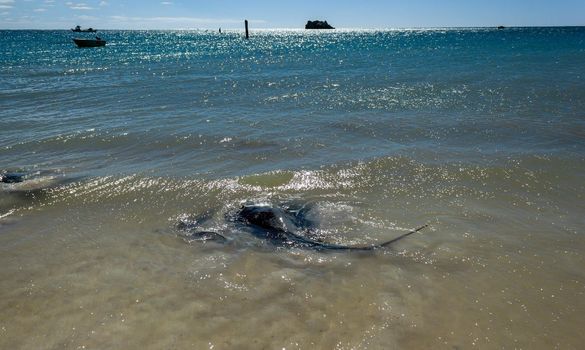 Big black Stingray swimming in the shallow shore at Hamelin Bay, Western Australia