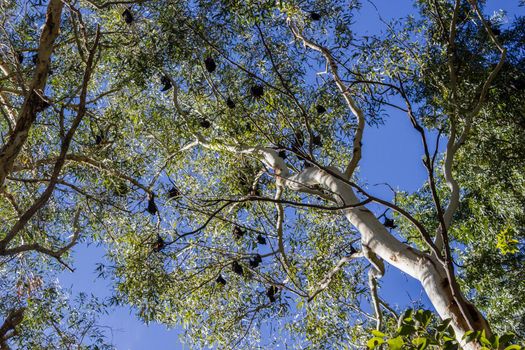 Black bats hanging upside down in trees in the Karijini National Park