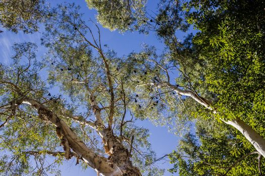 Black bats hanging upside down in trees in the Karijini National Park,