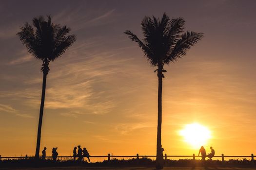 silhouette of people between palm trees in Broome, Western Australia
