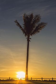 silhouette of palm trees in Broome, Western Australia.