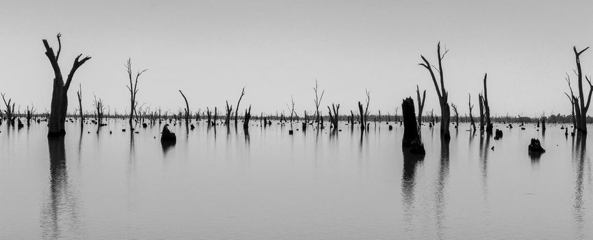 black and white Picture of dead tree trunks sticking out of the water,NRW, Australia