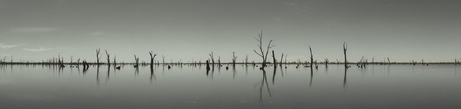 black and white Picture of dead tree trunks sticking out of the water,NRW, Australia