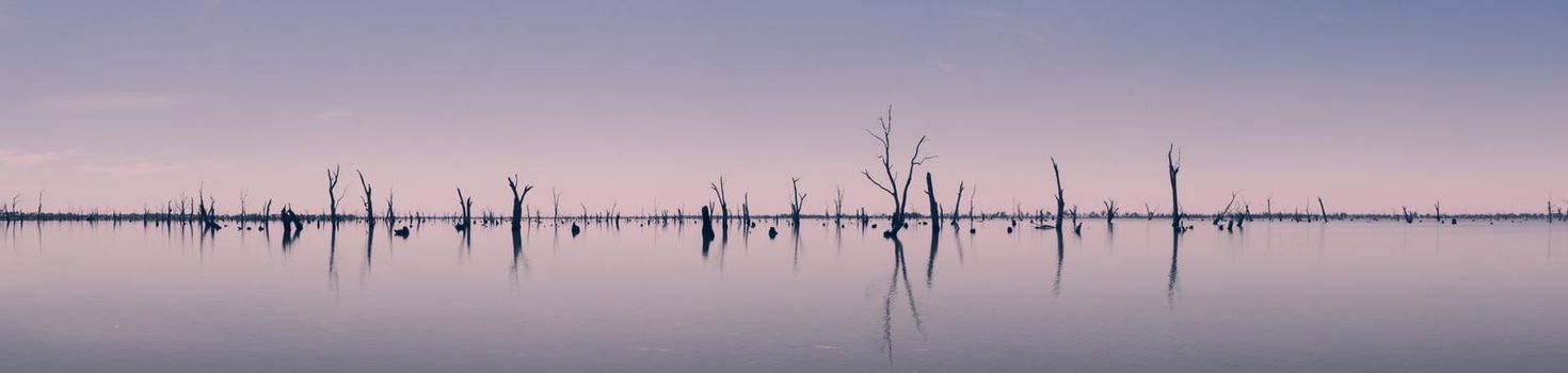 sunset Picture of dead tree trunks sticking out of the water,NRW, Australia