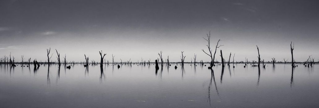 black and white Picture of dead tree trunks sticking out of the water,NSW, Australia