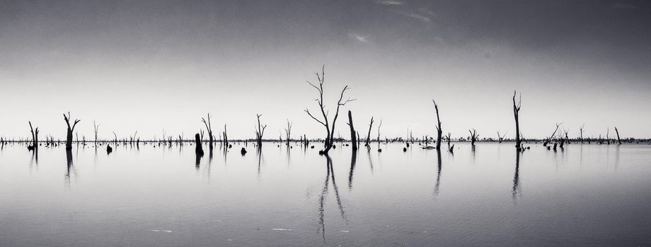 black and white Picture of dead tree trunks sticking out of the water,NRW, Australia