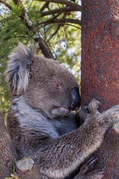 Wild Koala at Mt. Lofty Walk, South Austrlia, Australia.
