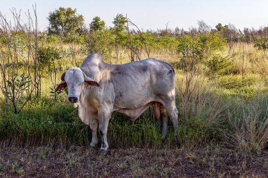white Brahman cattle in the Australian Outback next to a highway, Northern Territory.