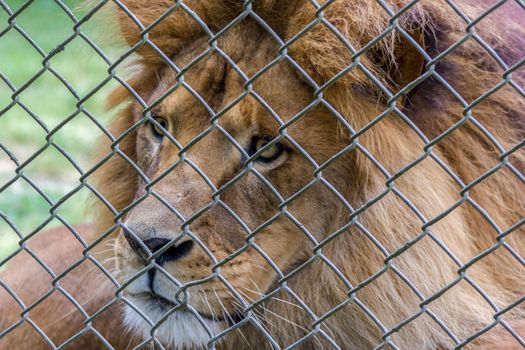 lion behind a fence in an Australian Zoo, NSW Australia