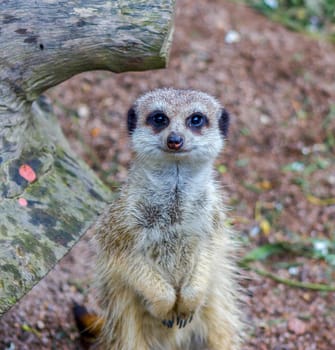 close up body of meerkat standing on ground in a zoo