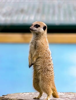 close up body of meerkat standing on wood in a zoo, australia