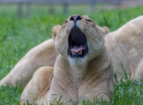 Female lion yawning in a zoo in australian