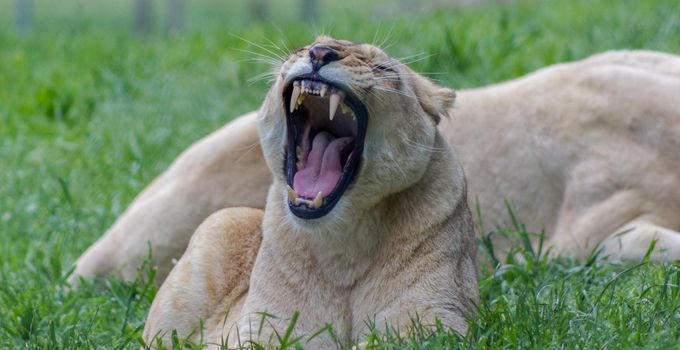 Female lion yawning in a zoo in australian