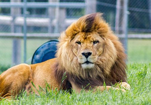 Einzelner Löwe, der Kamera in einem Zoo, Australien betrachtet
