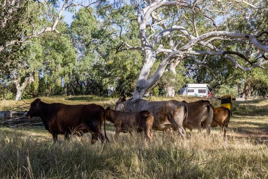 cows grazing in the outback of northern Australia near Wyndham