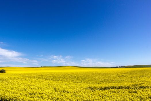 goldenes Feld von blühendem Raps mit blauem Himmel - Brassica Napus - Pflanze für die grüne Energie- und Ölindustrie