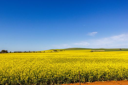 goldenes Feld von blühendem Raps mit blauem Himmel - Brassica Napus - Pflanze für die grüne Energie- und Ölindustrie