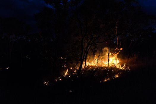 australian bushfire at Night next to a tree