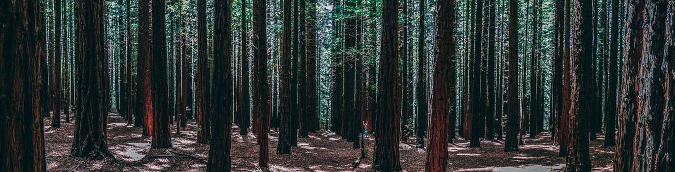 Rows of trees at the Redwood Forest is a tourist Icon for nature lovers and for Photography. California Redwoods were planted in the 1930's, Warburton in the Yarra Valley. Melbourne, Australia.