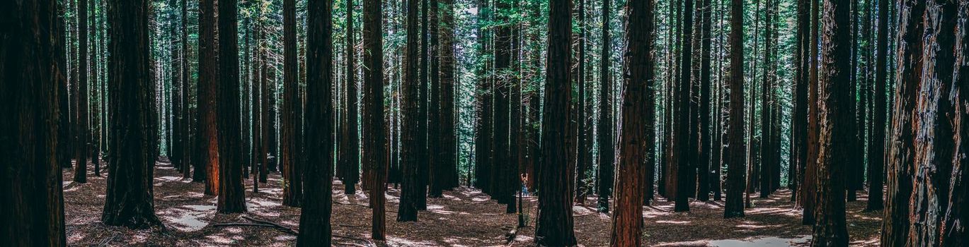 Rows of trees at the Redwood Forest is a tourist Icon for nature lovers and for Photography. California Redwoods were planted in the 1930's, Warburton in the Yarra Valley. Melbourne, Australia.