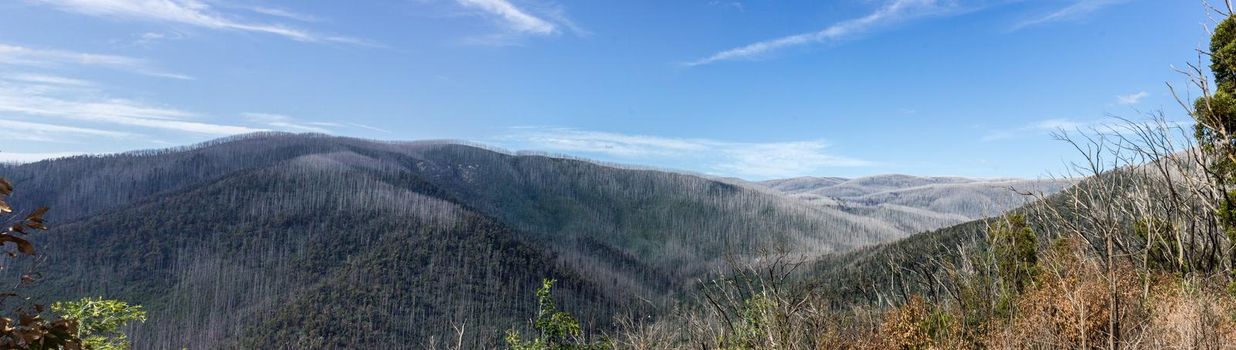 Mountains covered with dead trees its locks like snow, East Warburton, Australia