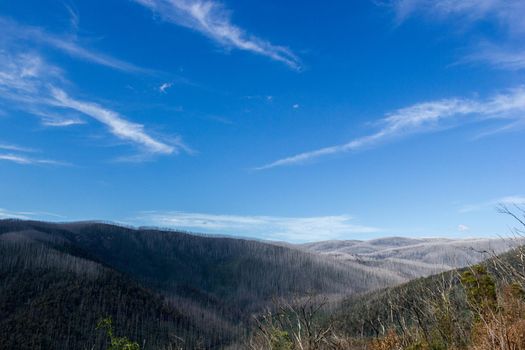 Berge mit toten Bäumen bedeckt seine Schleusen wie Schnee, East Warburton, Australien