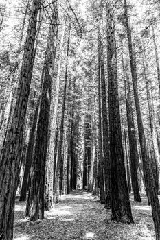 Rows of trees in Redwood Forest are a tourist icon for nature lovers and photography. Redwoods were planted in Warburton in the Yarra Valley in the 1930s. Melbourne, Australia.